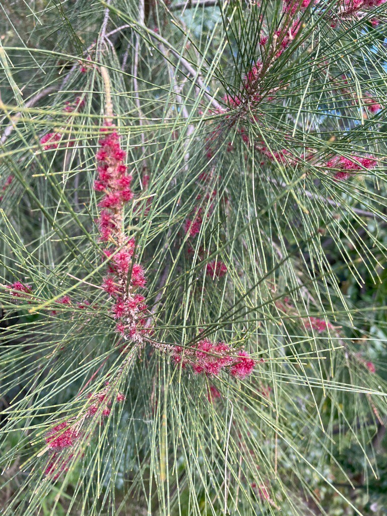 Australian River Pine Tree | Premium Seeds | Casuarina cunninghamiana | Plants’®