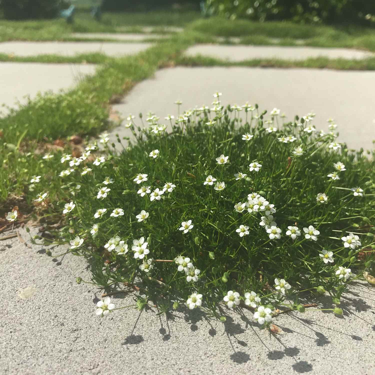 10000 Seeds Irish Moss Seeds For Planting Outdoors | Low Maintenance Ground