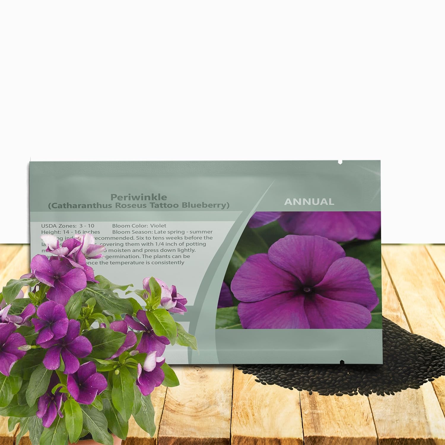 Blueberry Periwinkle Seeds – 50 Fast-Blooming, Drought-Tolerant Vinca Flowers