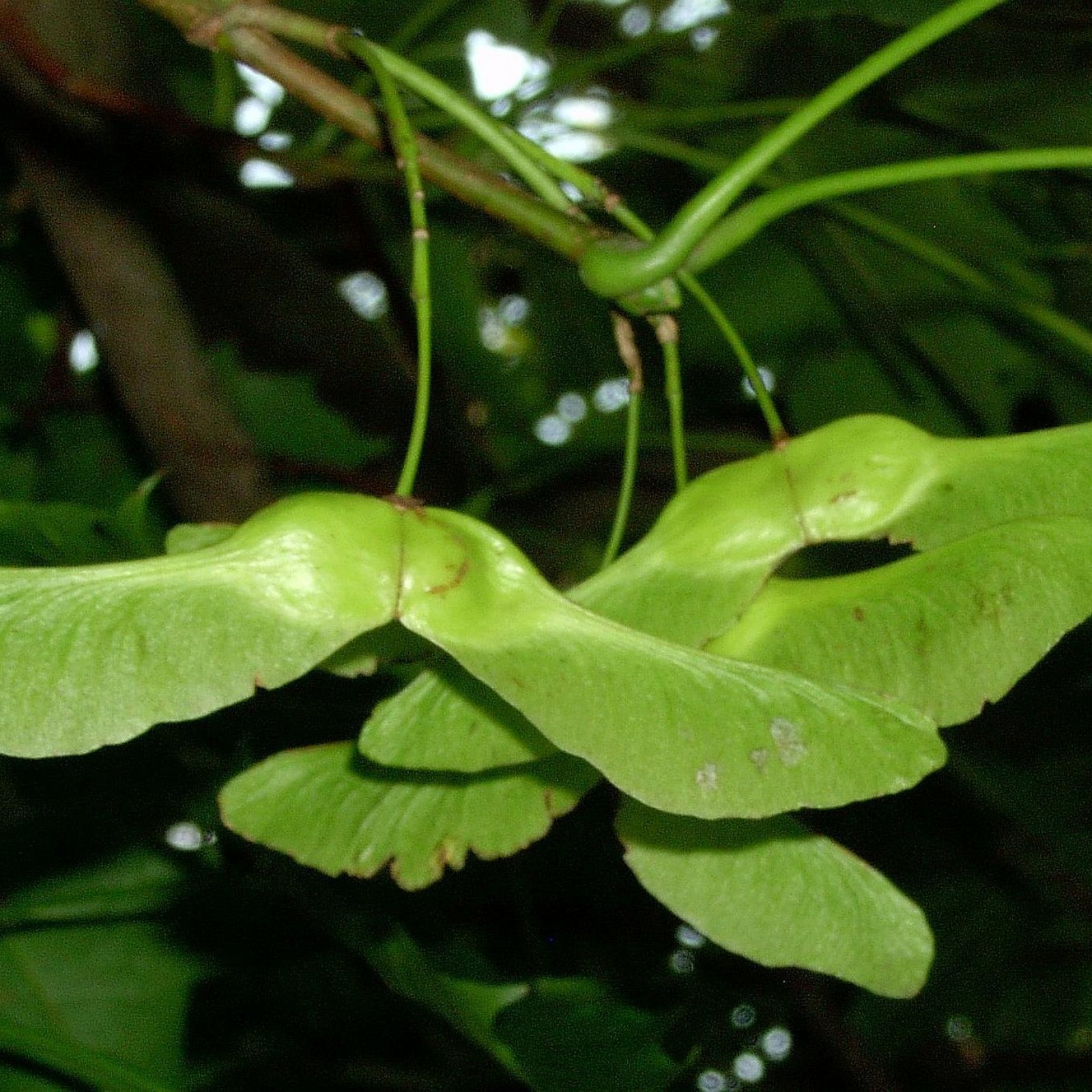 NORWAY MAPLE Acer Platanoides – 10+ SEEDS