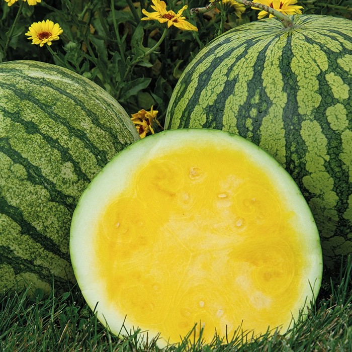 10 Organic Yellow Petite Watermelon Seeds – 4-7LB Super Sweet Mini Yellow Melon