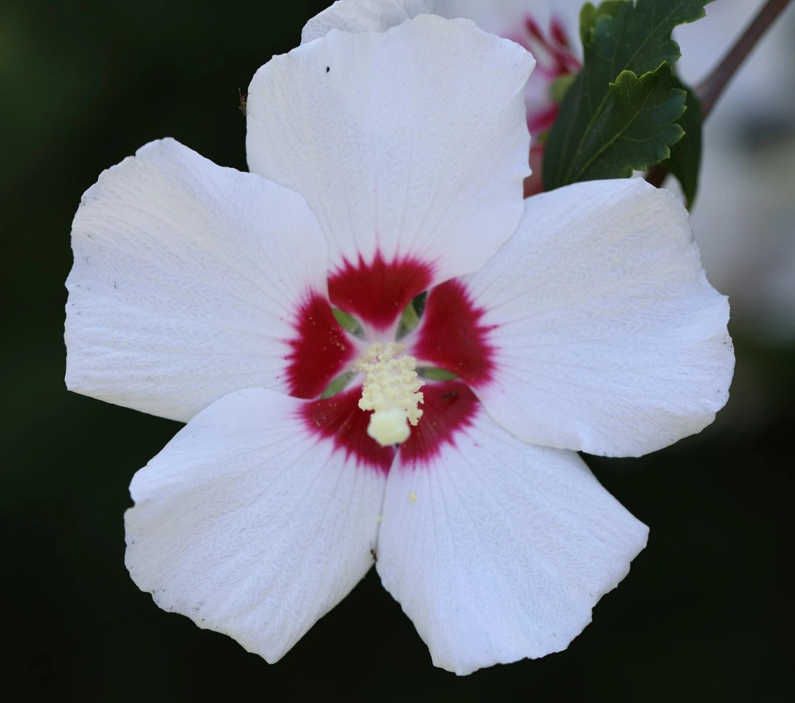 50 Seeds Mixed Colors ROSE Of SHARON (HIBISCUS Syriacus) Double & Single Flowers
