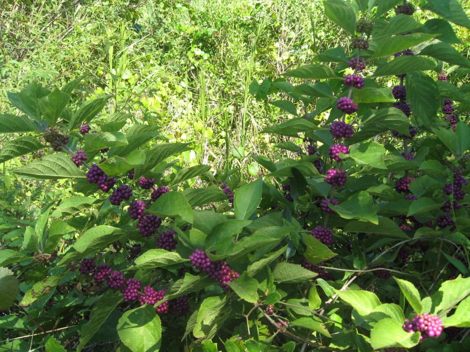 Callicarpa Dichotoma 400 Seeds, Ornamental Purple Beauty Berry Shrub Bush