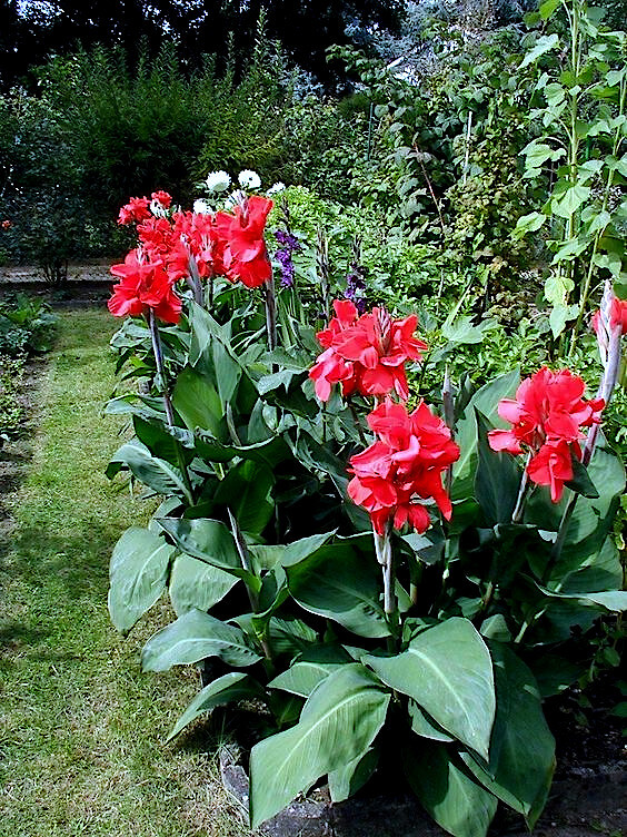RED CANNA LILY INDICA SEEDS INDIAN SHOT Arrowroot Flowers Attracts Hummingbirds