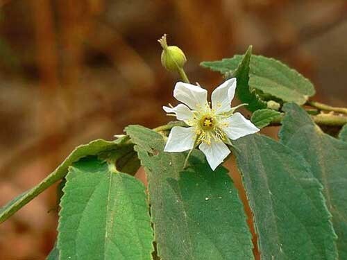 Muntingia calabura | Jamaican Cherry | Panama Berry | 250 Seeds