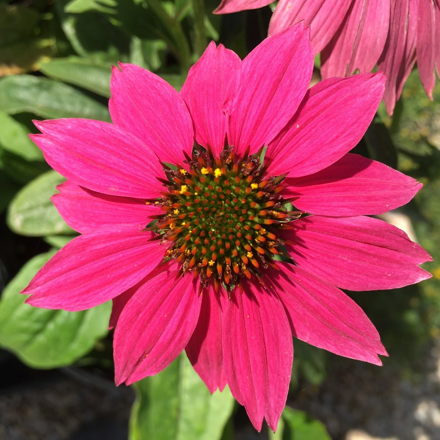 Pow Wow Wild Berry Coneflower 30+ Seeds Echinacea Fresh From Our Farm!