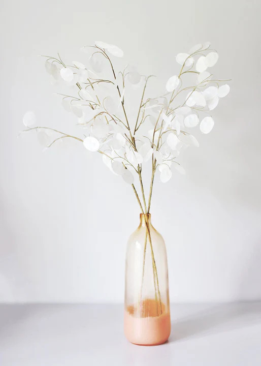 Money Plant Seeds | Lunaria Annual Honesty Silver Dollar Plant Flower Seed 2024