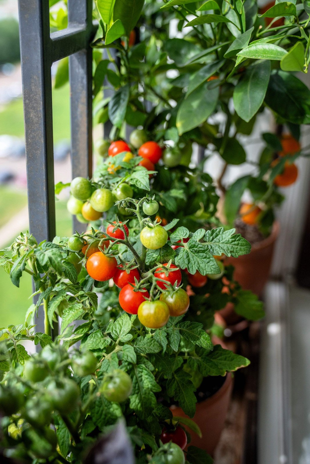 500 BULK Dwarf Cherry TOMATO TINY TIM Solanum Lycoperscium Red Fruit Seeds