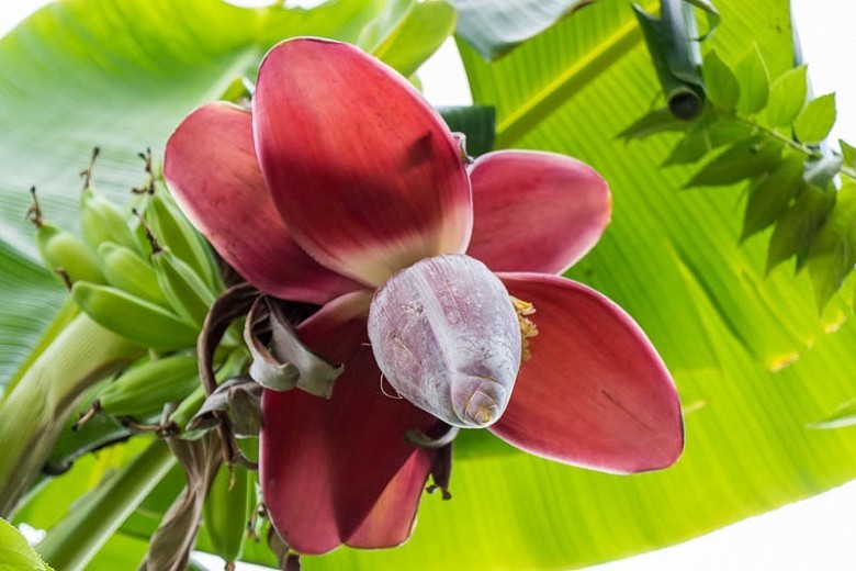 Banana Tree Seed Mix – Dwarf Pink Musa velutina & Dwarf Acuminata Tropical Fruit