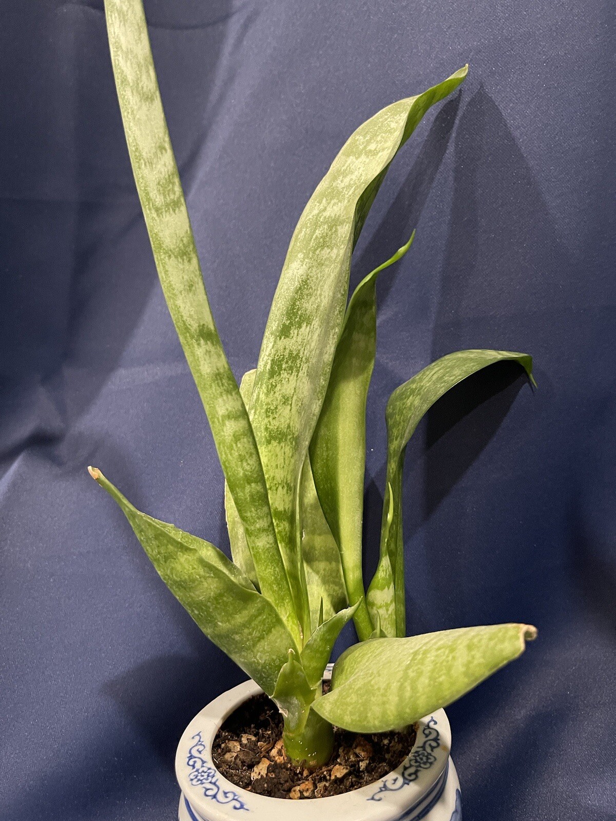 SANSEVIERIA PARVA SNAKE PLANT in 3.5″ ceramic pot bonsai