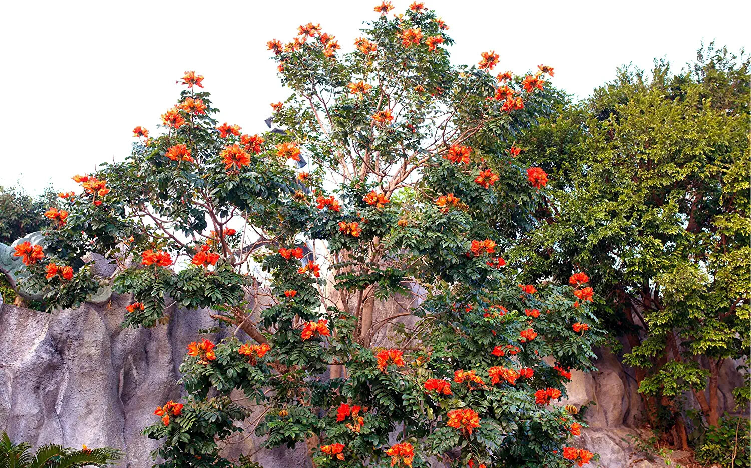 30 African Tulip Tree Seeds to Grow
