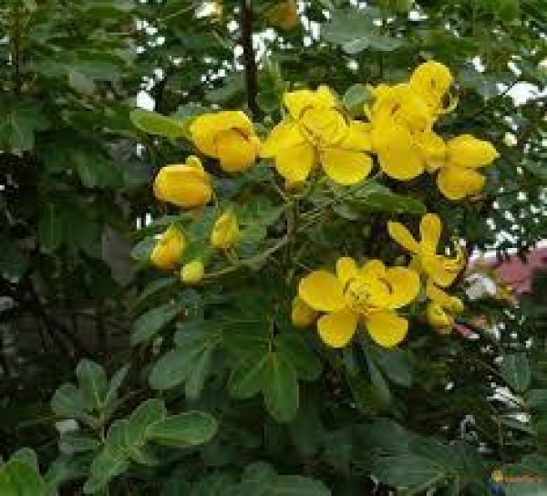 Cassia occidentalis COFFEE SENNA Yellow flowers SEEDS!