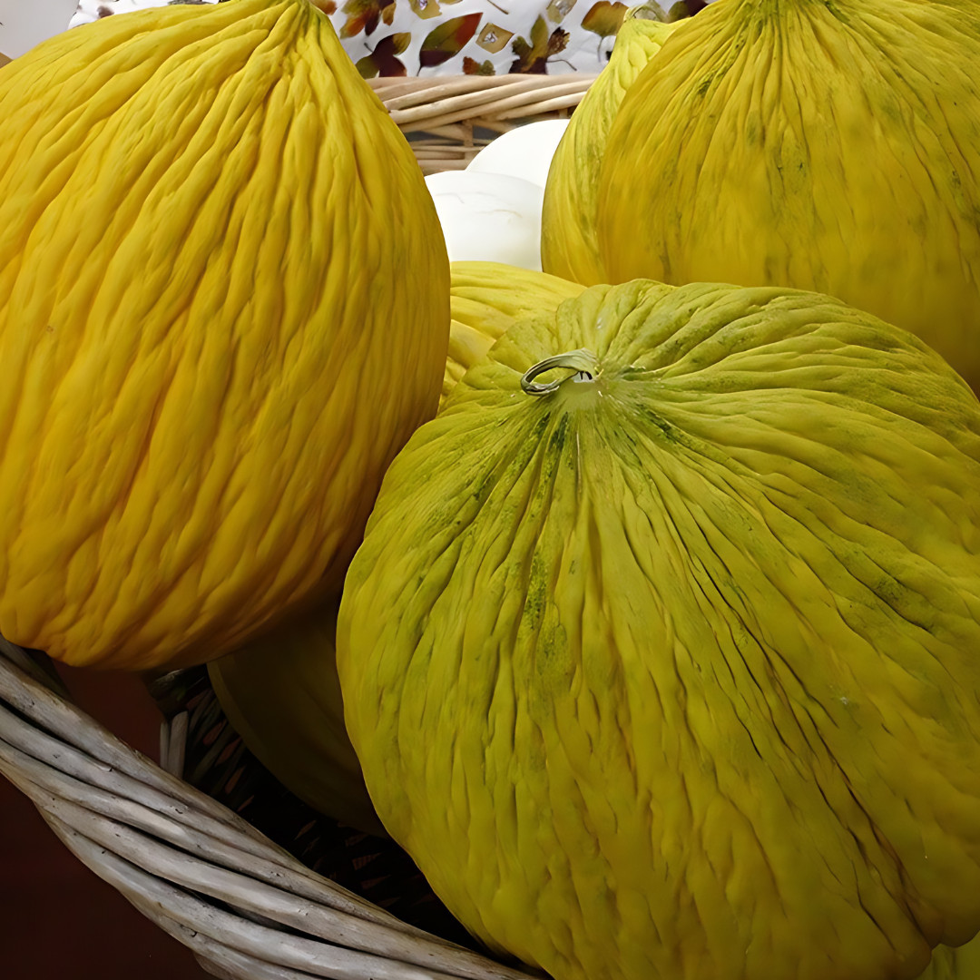 Fresh Juicy Casaba Melon Seeds | Yellow | Heirloom Non-GMO | Fruit Seeds
