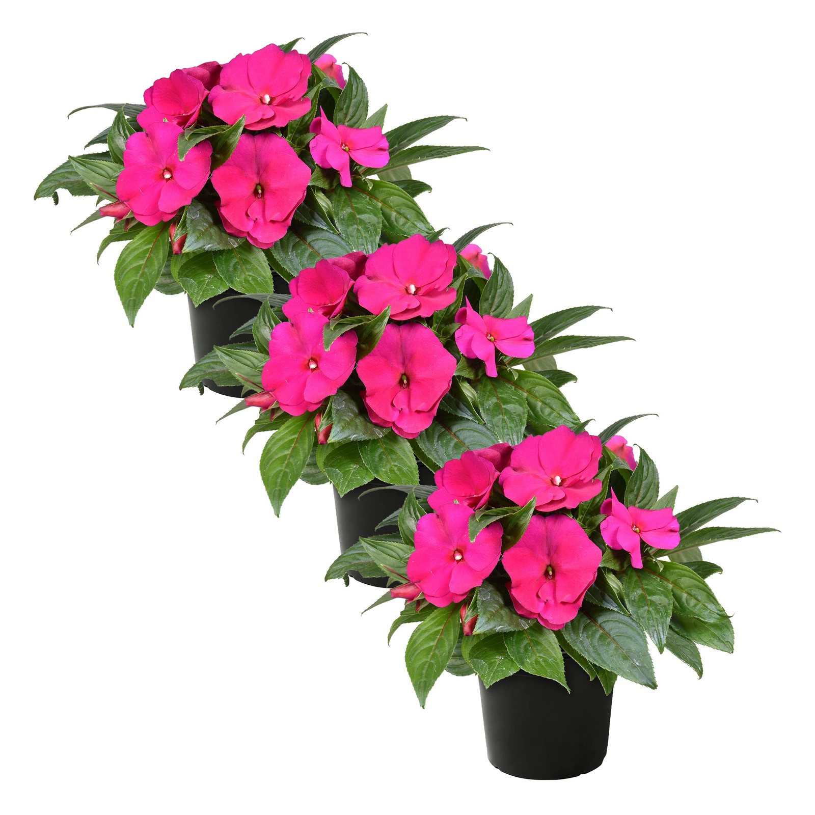 Live Flowering New Guinea Impatiens Shades of Pink 3 Plants Per Pack Beauti…