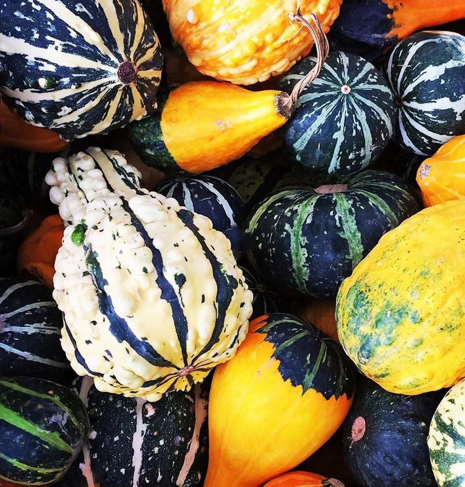 Flat Striped Ornamental Gourd Seeds – For 2025 Planting Miniature Autumn