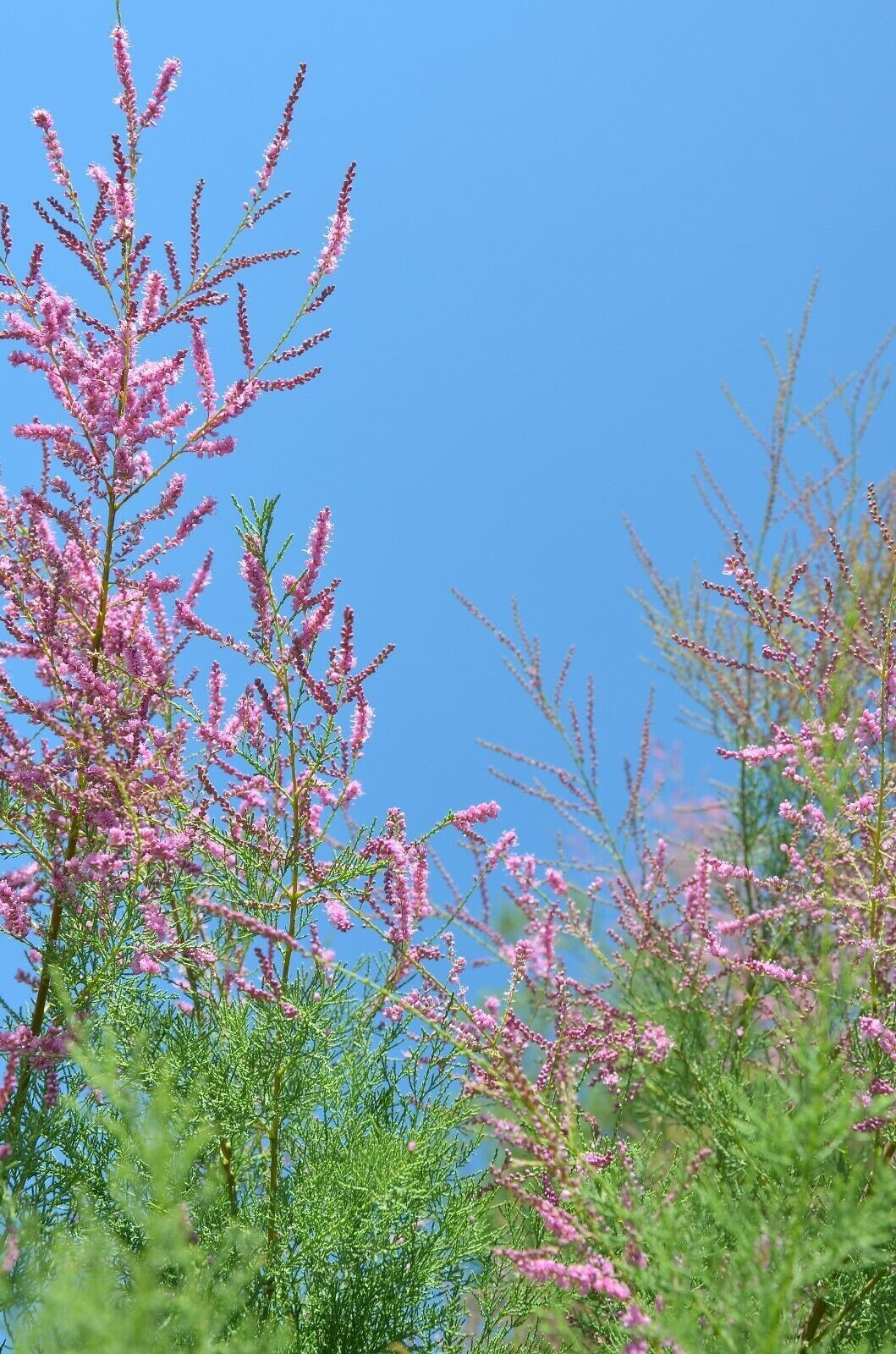 20 Tropical Seeds –Indian Ash -Pink Cedar Tree-Acrocarpus fraxinifolius