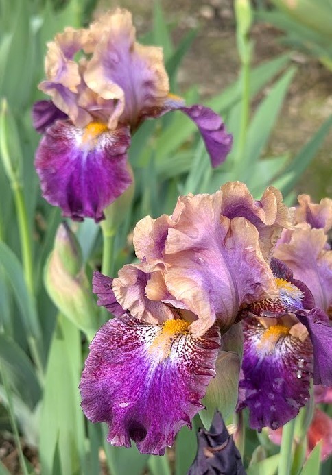 Fanciful Whimsy’ IB Bearded Iris Rhizome PRE-SALE to Ship Aug/Sept