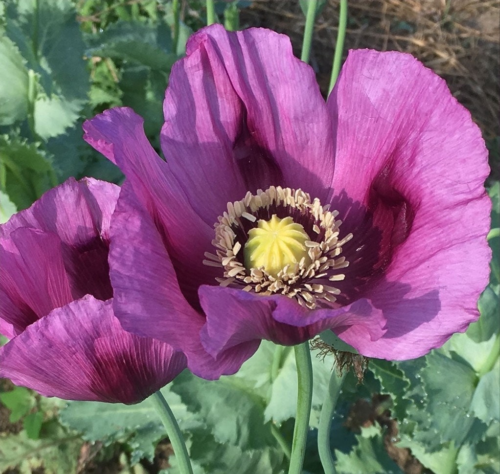 Variety Poppy Seed Mix Papever Somniferum Seeds 1000 Seeds Easy Germinate