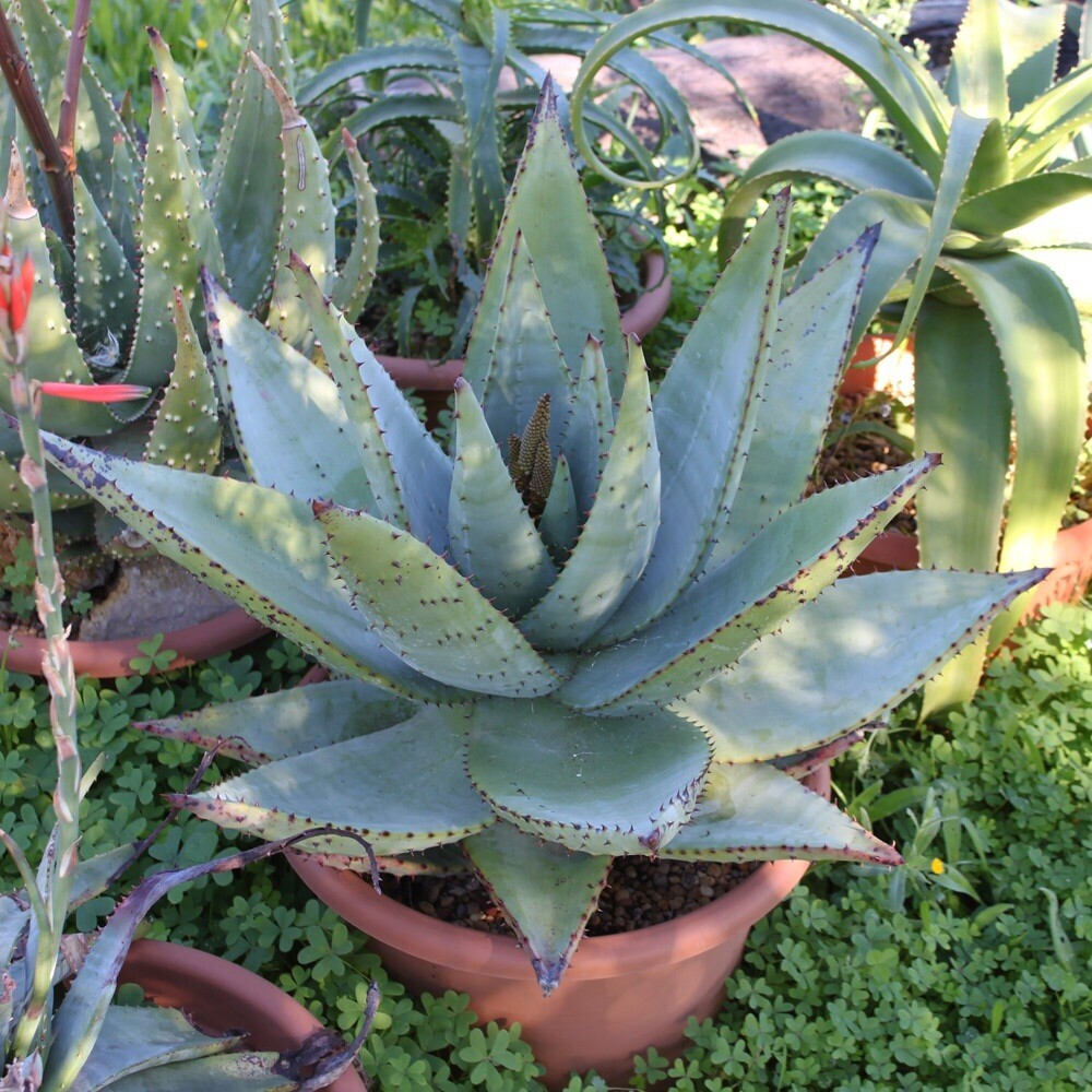 Aloe Striata Hybrid, Ghost Aloe, Coral Aloe, 5 Seeds. Free Shipping!
