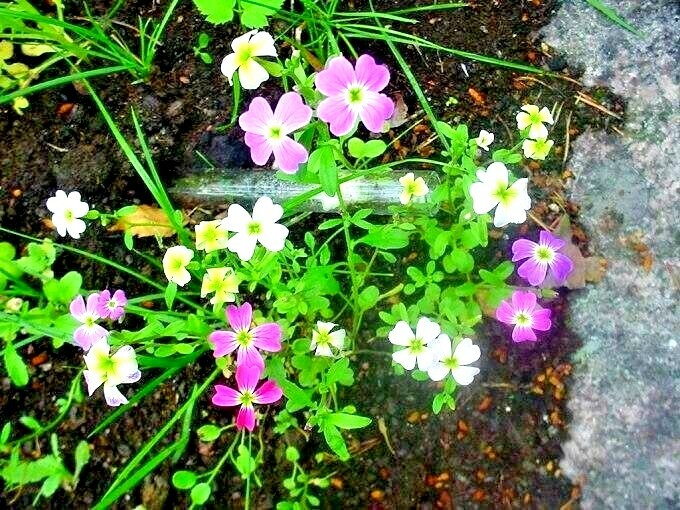 1000+VIRGINIA STOCK Flower Seeds Flowering Groundcover Borders Container Easy