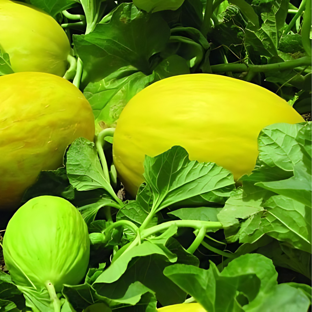 Fresh Juicy Canary Melon Seeds | Golden Yellow | Heirloom | Non-GMO | Fruit Seed