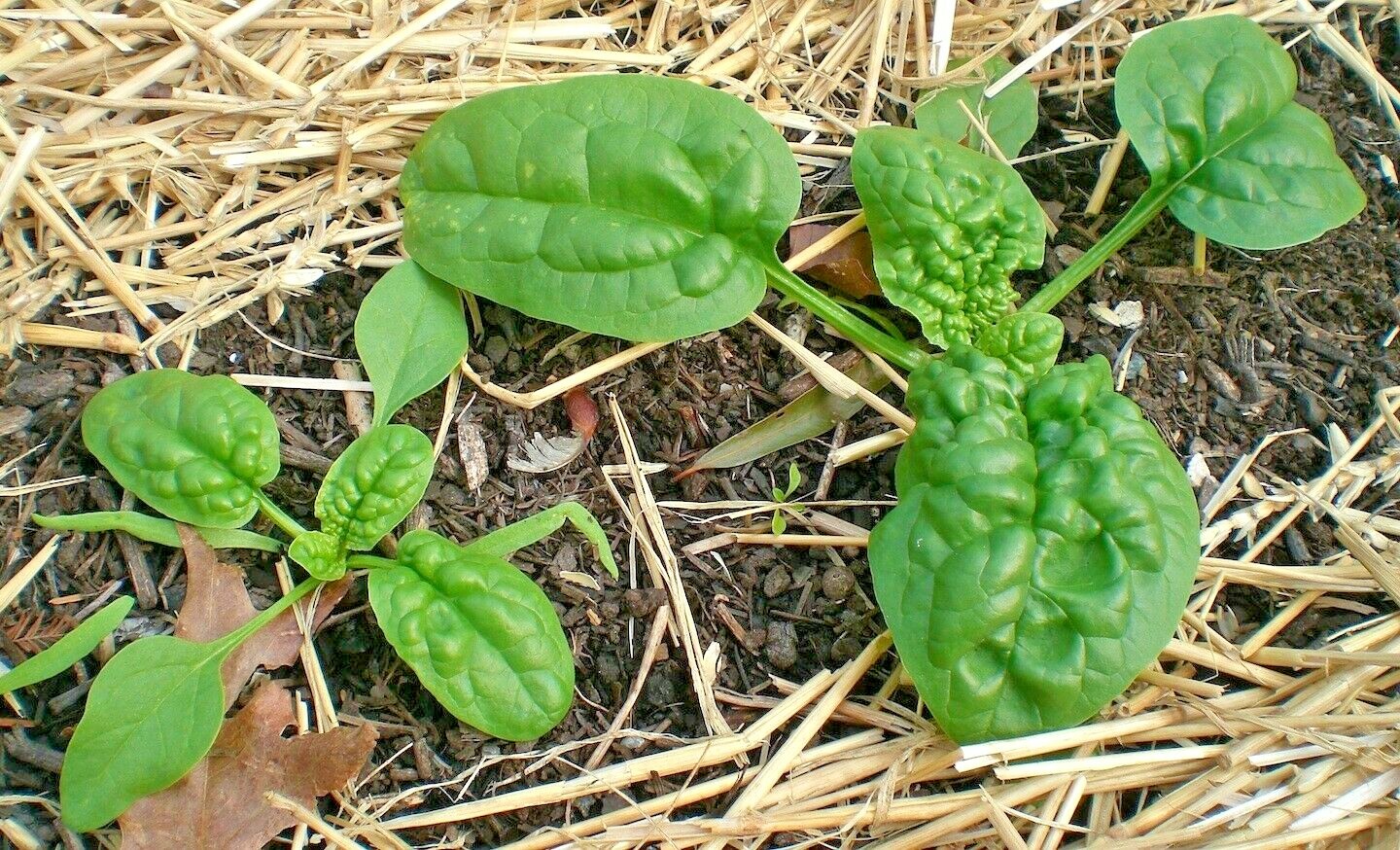 200+BLOOMSDALE SPINACH Seeds Organic Vegetable Garden Container Slow to Bolt