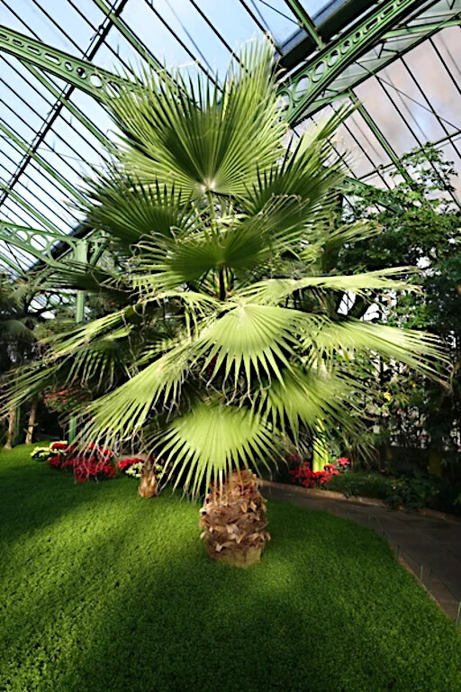 CALIFORNIA DESERT FAN PALM TREE SEEDS (Washingtonia Filifera) Cold Hardy-Zone 8