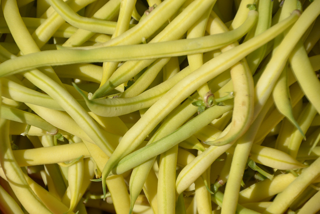Bean Seed: Golden Wax Bean Seeds Top Notch Fresh Seed FREE Shipping!