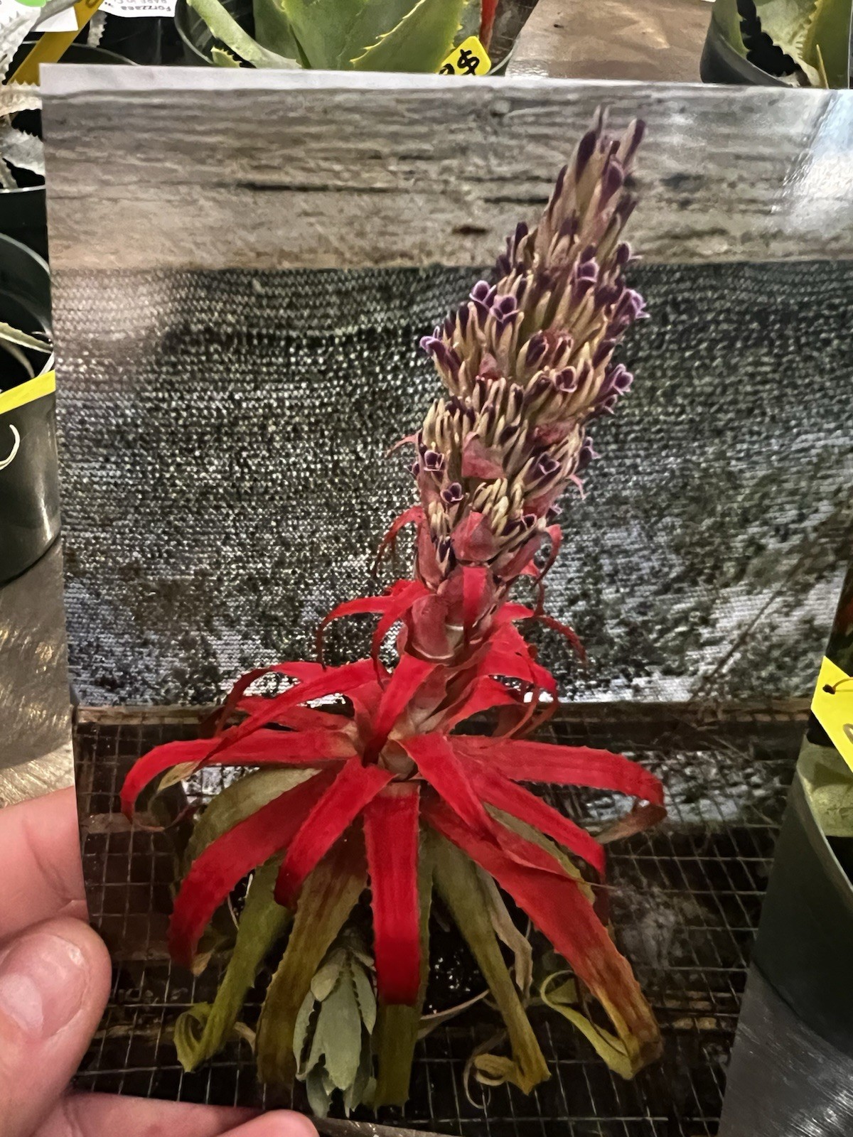 BROMELIA MICHAELII
