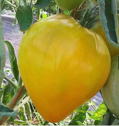 Golden King Of Siberia 15 Seed Count Rare Variety Good Producer