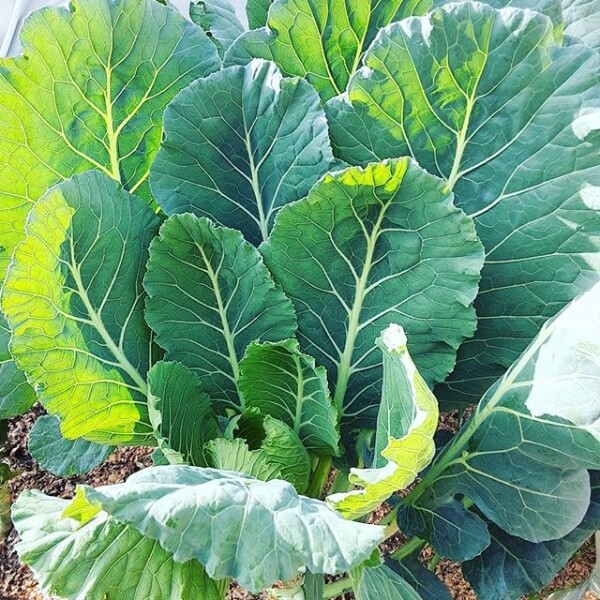 10 Collards Seeds grown in shade in zone 8B.  FREE Advice. YT: LastChanceMonicaM