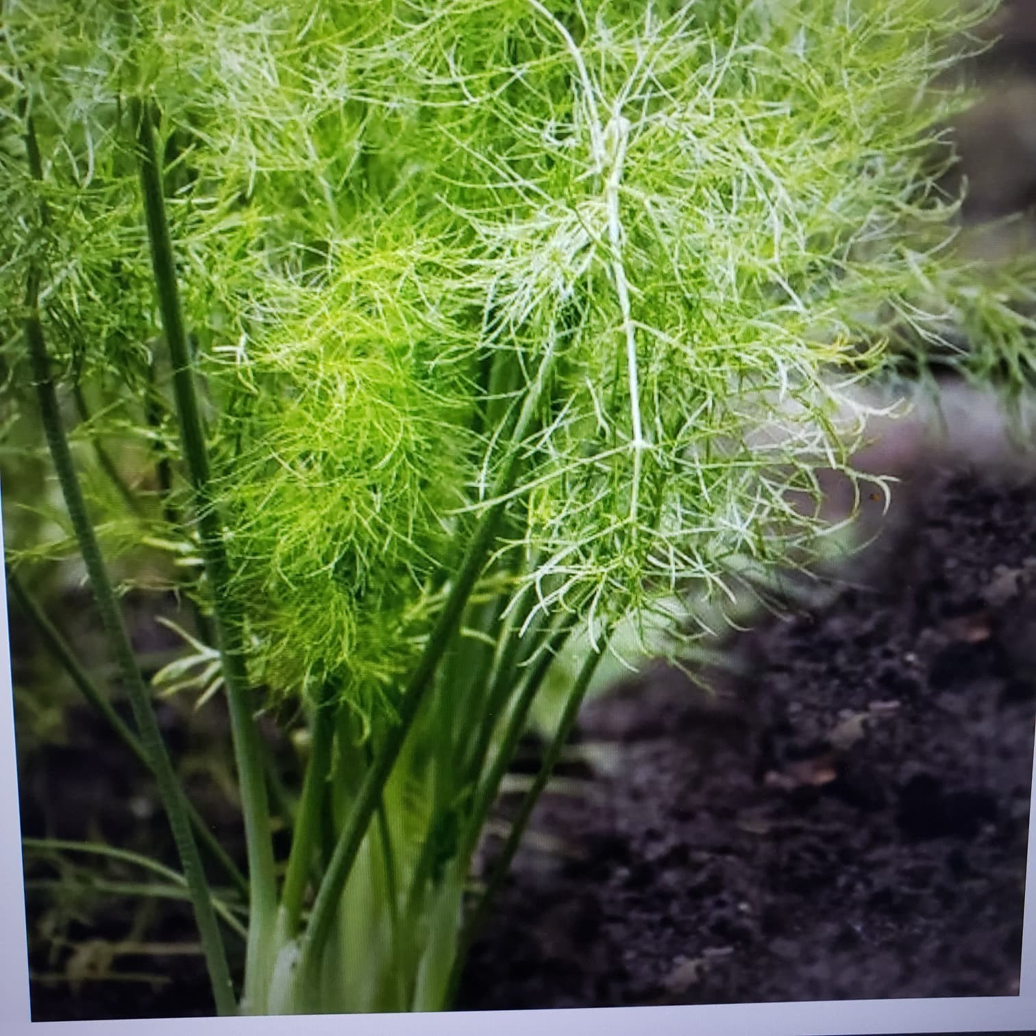 500 Pcs Fresh Fennel Seeds, Non-GMO, Sweet & Aromatic, Free Shipping
