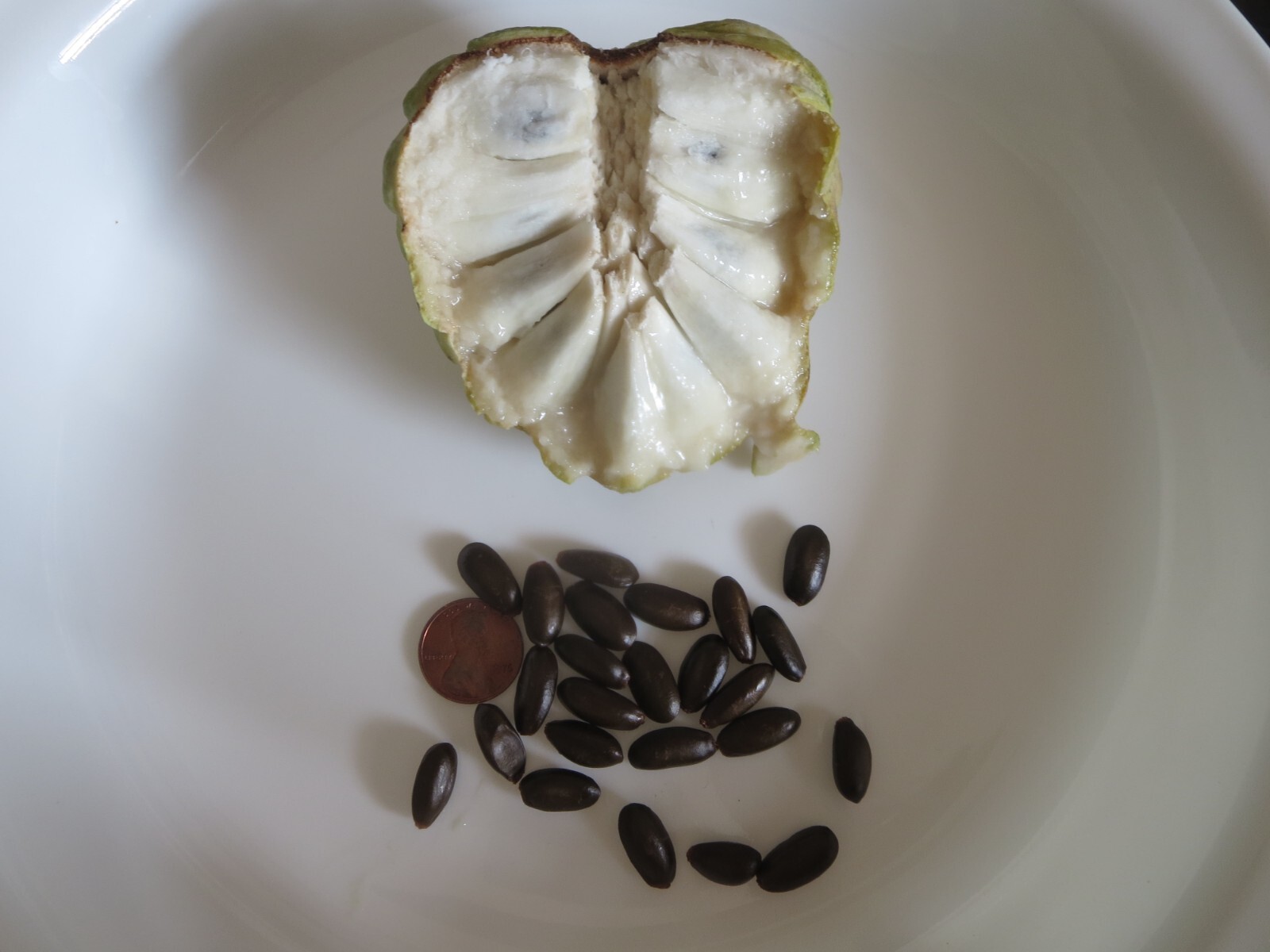 Organic Sugar Apple Annona Squamosa Fruit 20 Seeds