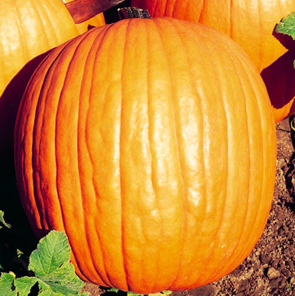 Howden Pumpkin Seeds | NON-GMO | Heirloom | Fresh Garden Seeds