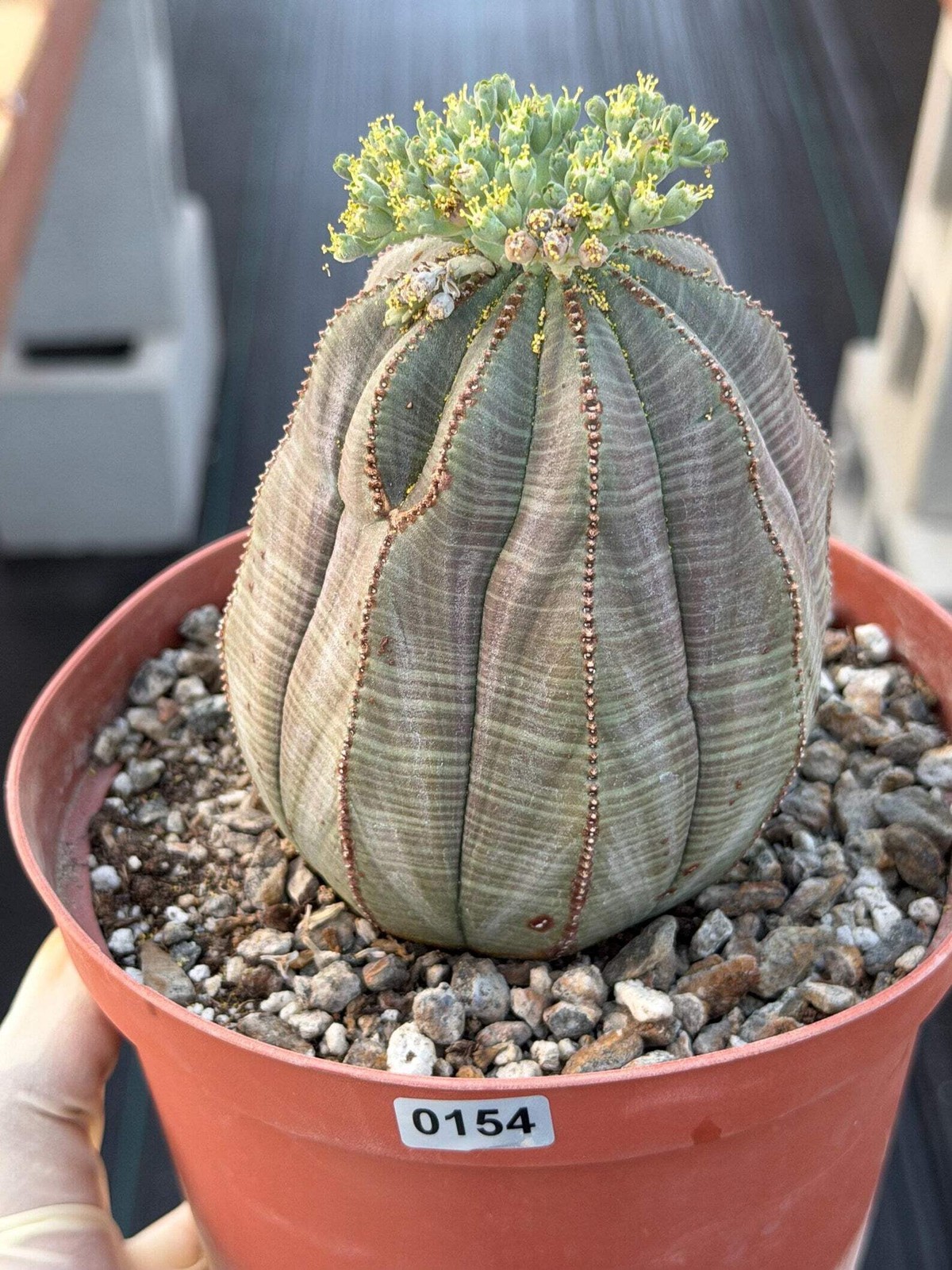 Large Euphorbia Obesa Male | Rare Seed Grown Succulent Live Cactus Plant #154