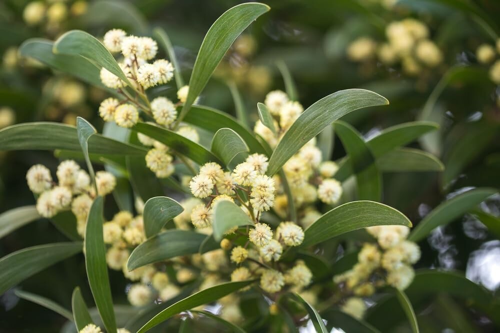 30 Australian Blackwood Tree Seeds for Planting – Acacia melanoxylon -High Value