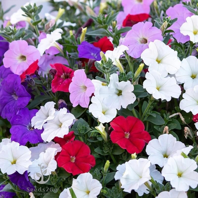 Dwarf Mix Petunia Flower Seeds, Pack of 20,000+ Seeds by