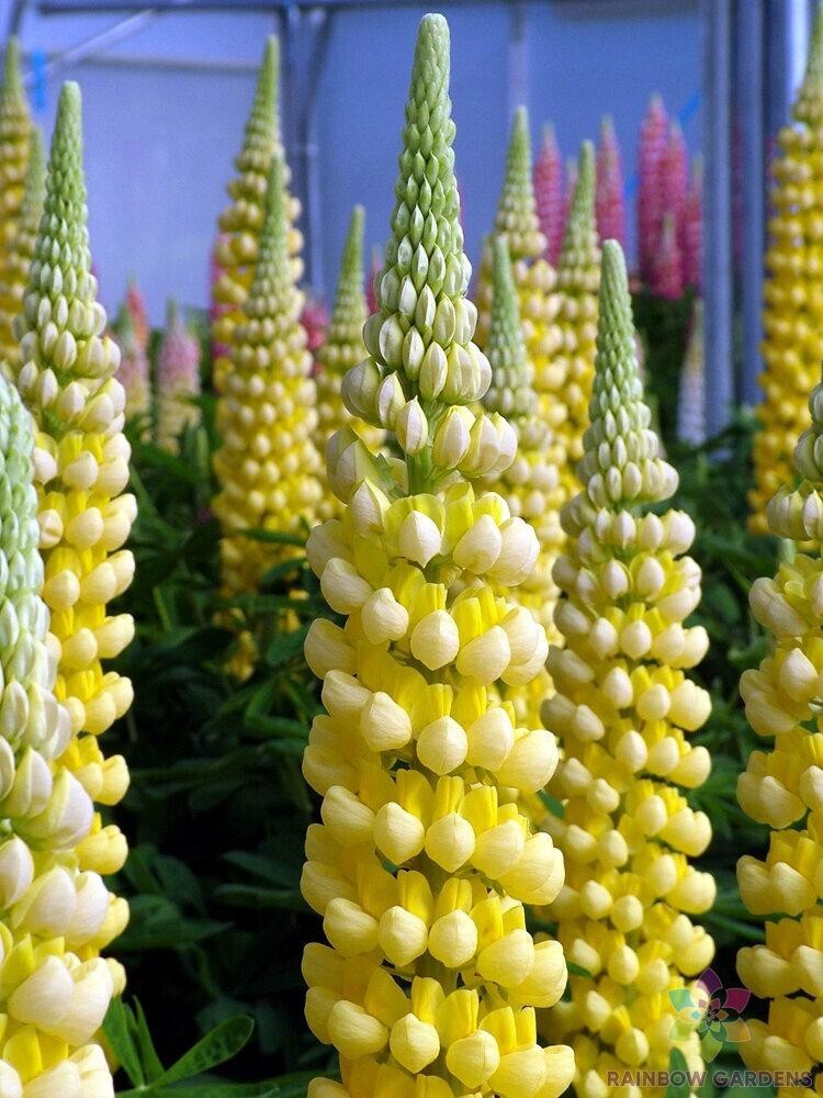 25+ Desert Sun Lupine Seeds for Garden Planting – USA – FREE SHIPPING!
