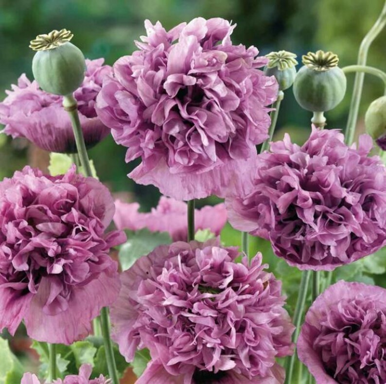 Violetta Blush Poppy Seeds | Soft Mauve Blooms | Delicate Heirloom Flowers | Eas