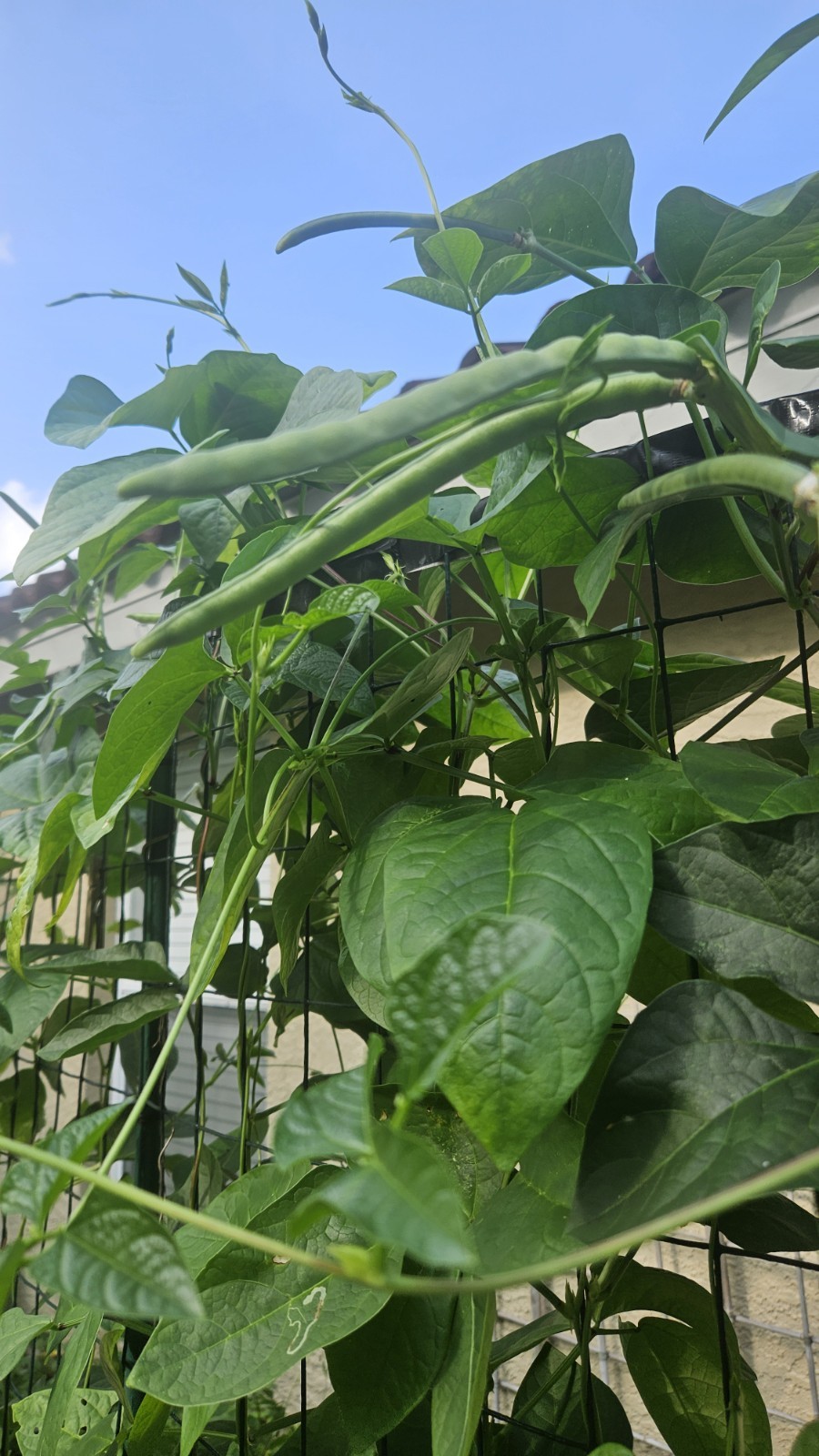 Ozark Razorback Cowpea Seeds (25) / Heat Tolerant / FL GROWN / RARE