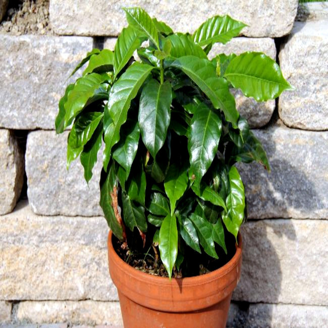 20 Coffea arabica Seeds Tropical EXOTIC Coffee Bean Indoor House Plant Tree RARE