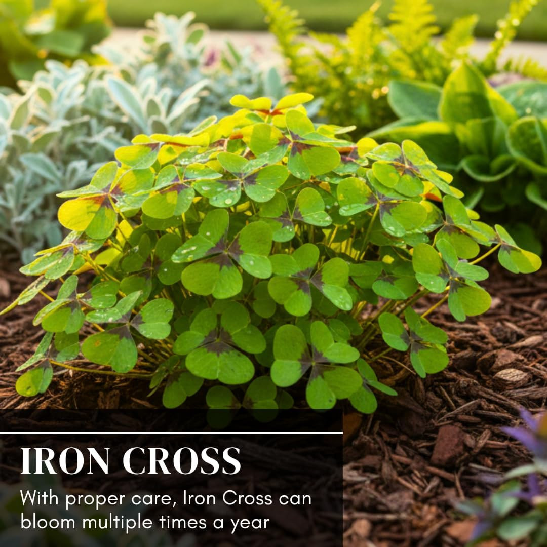 Iron Cross Shamrock Bulbs for Planting – Fast Growing Year round Color Indoors o