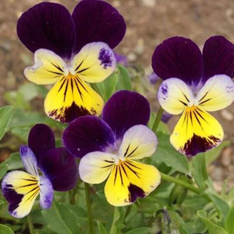 200 Johnny Jump Ups Pansy Seeds. Organic. USA Seeds. Ships free
