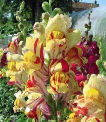Antirrhinum majus Torbay Rock 10 seeds