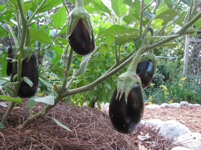 EGGPLANT * BLACK BEAUTY * 30 SEEDS* FREE COMB. SH