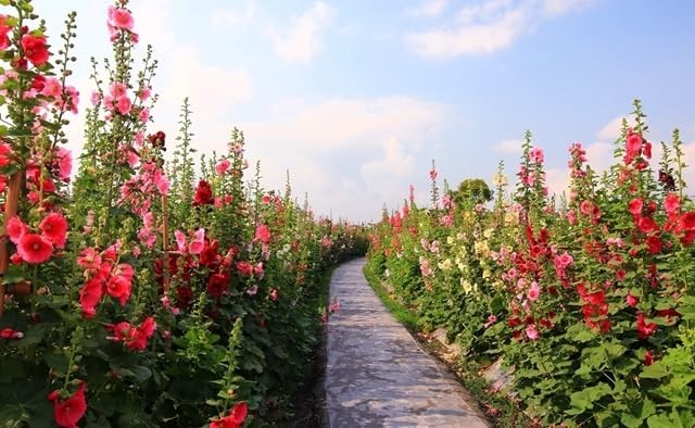 350+ Hollyhock Flower Seeds – Non GMO Carnival Mix Giant Mallow Double
