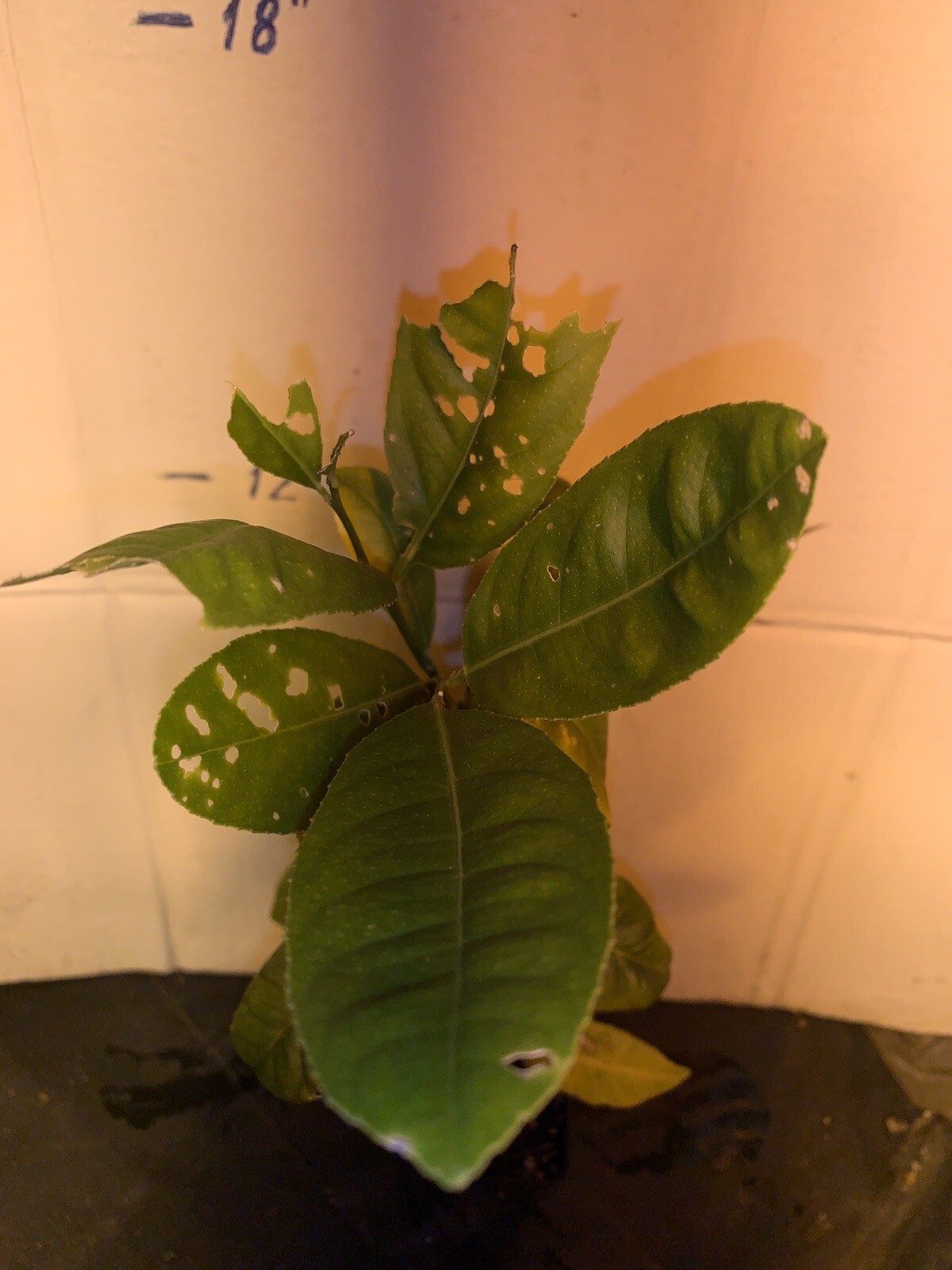 Etrog Citron Tree, 2.5 inch pot, No Ship Az, Ca, Fl, La, Tx, Hi, Ak