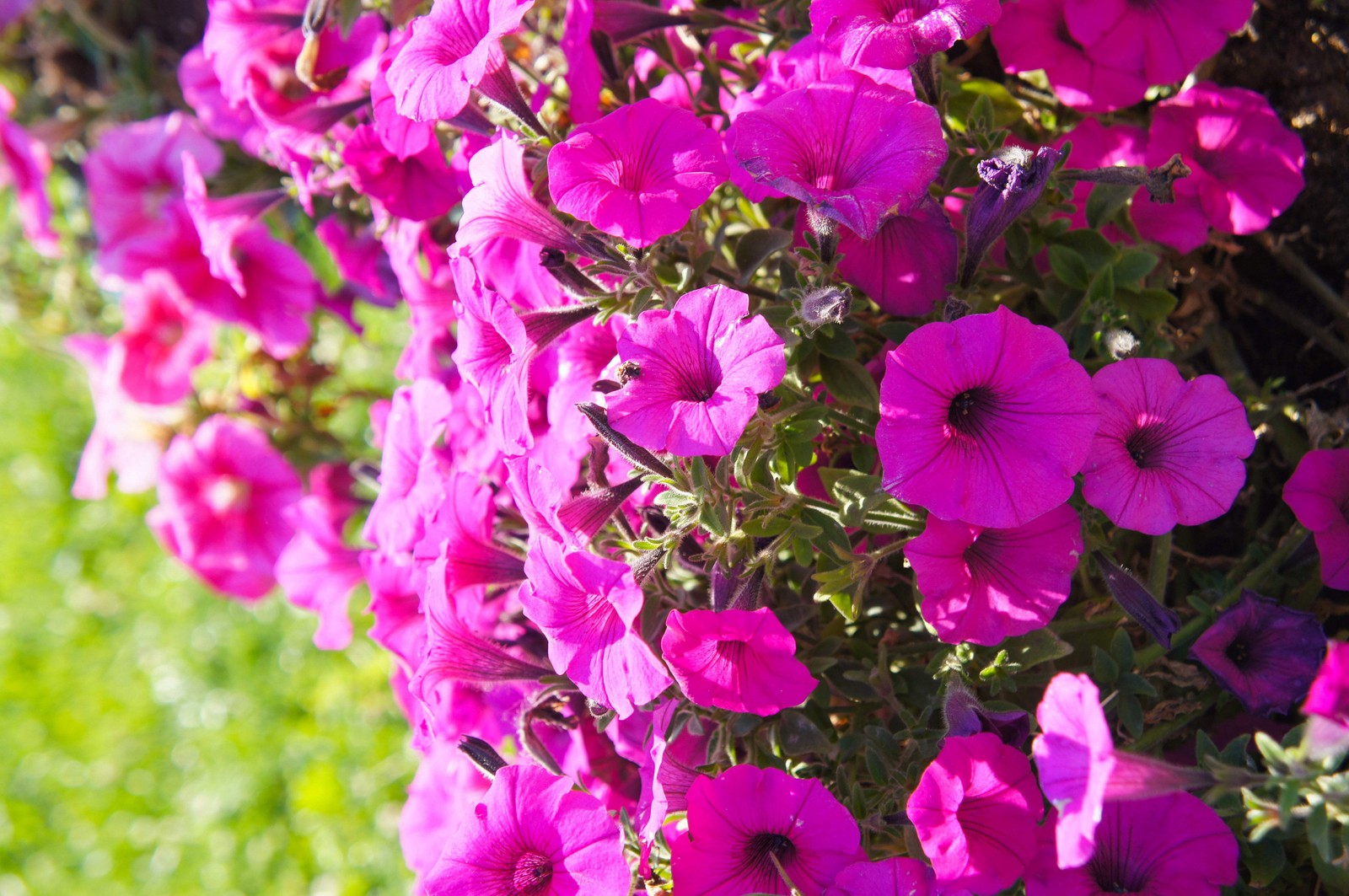 200 PINK LAURA BUSH PETUNIA Violacea Perennial Frilled Trumpet Flower Seeds