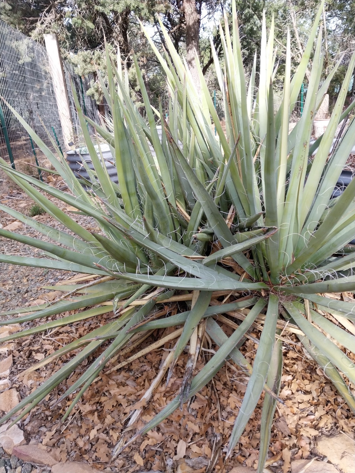 Yucca Baccata Banana Yucca 5 Seeds Cold Hardy Evergreen Xeriscaping Southwest