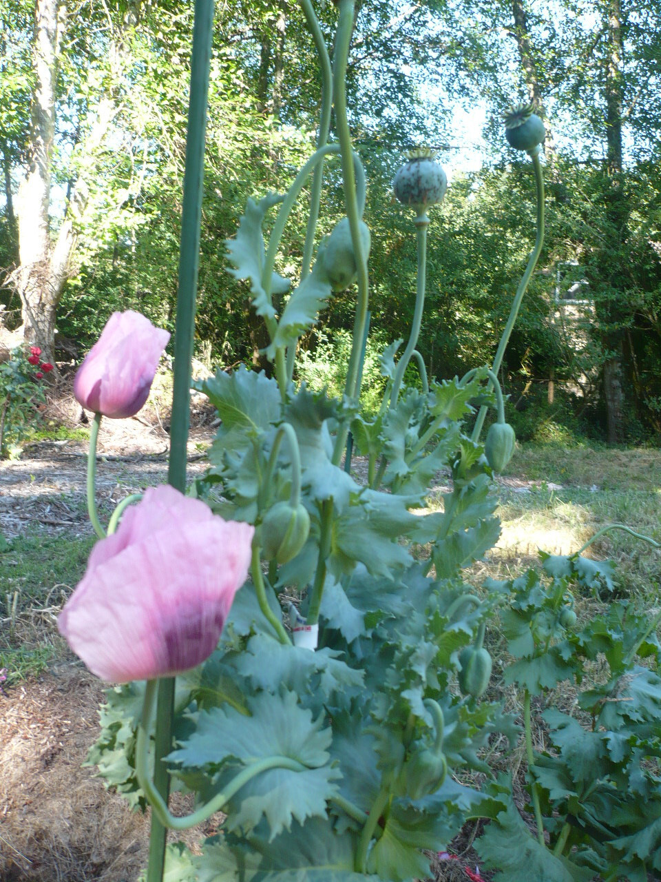 Shades of Pink “The Giant” Humongous Poppy Seeds 5000+ *PoppyQueen👑